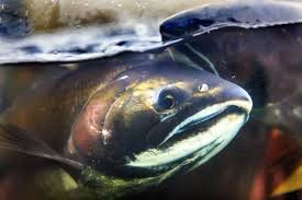 Image result for Oncorhynchus tshawytscha