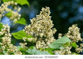 Attēlu rezultāti vaicājumam “Catalpa ovata flower”