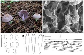 Attēlu rezultāti vaicājumam “Collybia sp.”