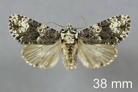 Attēlu rezultāti vaicājumam “Craniophora ligustri”