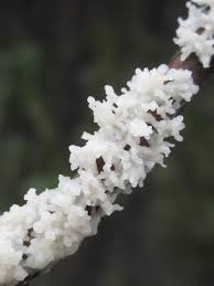 Attēlu rezultāti vaicājumam “Physarum bryocorticola sessile”