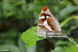 Attēlu rezultāti vaicājumam “Apatura iris female”