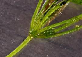 Attēlu rezultāti vaicājumam “Chara globularis”