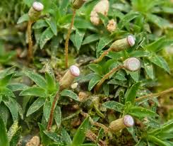 Attēlu rezultāti vaicājumam “Pogonatum dentatum”