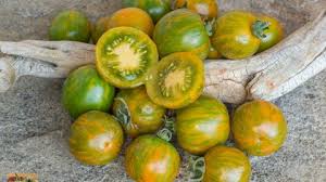 Afbeeldingsresultaat voor belarus orange tomato