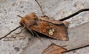 Attēlu rezultāti vaicājumam “Amphipoea”