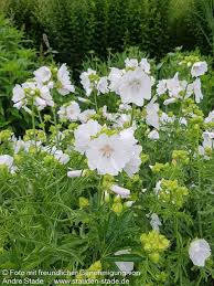 Image result for Malva moschata alba