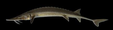 Image result for Scaphirhynchus platorynchus