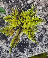 Attēlu rezultāti vaicājumam “Hypnum cupressiforme var. filiforme”