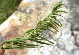 Attēlu rezultāti vaicājumam “Thesium alpinum”