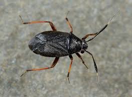 Attēlu rezultāti vaicājumam “Capsus ater imago”