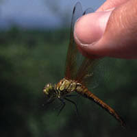 Attēlu rezultāti vaicājumam “Sympetrum sanguineum female”