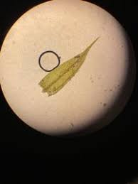 Attēlu rezultāti vaicājumam “Sciuro-hypnum populeum”