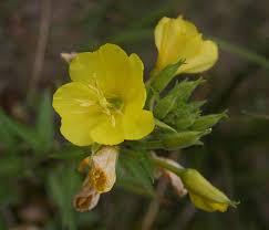 Attēlu rezultāti vaicājumam “Oenothera biennis fruit”