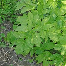 Image result for Angelica archangelica