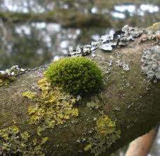 Attēlu rezultāti vaicājumam “Ulota crispa sporophyte”