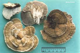 Attēlu rezultāti vaicājumam “Daedaleopsis confragosa”