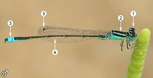 Attēlu rezultāti vaicājumam “Ischnura pumilio”