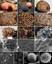 Attēlu rezultāti vaicājumam “Tubifera ferruginosa (subsp. ferruginosa)”