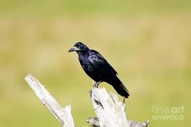 Attēlu rezultāti vaicājumam “Corvus frugilegus adult”