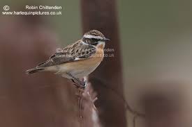 Attēlu rezultāti vaicājumam “Saxicola rubetra adult”