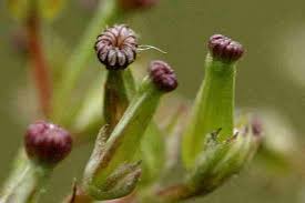 Attēlu rezultāti vaicājumam “Valeriana officinalis bud”