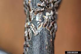 Attēlu rezultāti vaicājumam “Lepidosaphes ulmi”