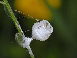 Attēlu rezultāti vaicājumam “Agroeca brunnea”