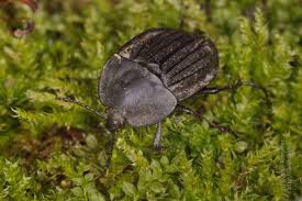 Attēlu rezultāti vaicājumam “Silpha sp.”