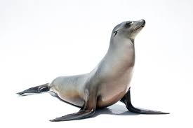 Image result for Zalophus californianus