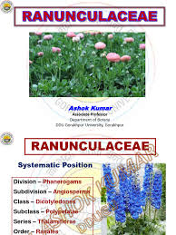 Attēlu rezultāti vaicājumam “Ranunculaceae”