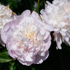 Attēlu rezultāti vaicājumam “Paeonia lactiflora”