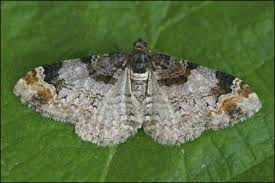 Attēlu rezultāti vaicājumam “Catarhoe cuculata”