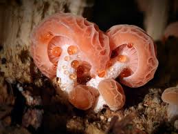 Attēlu rezultāti vaicājumam “Rhodotus palmatus”