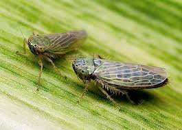 Attēlu rezultāti vaicājumam “Sternorrhyncha”