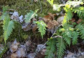 Attēlu rezultāti vaicājumam “Polypodium vulgare”