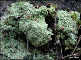 Attēlu rezultāti vaicājumam “Dibaeis baeomyces”