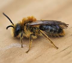 Attēlu rezultāti vaicājumam “Andrena haemorrhoa”