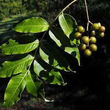 Attēlu rezultāti vaicājumam “Phellodendron amurense fruit”