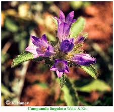 Image result for Campanula lingulata