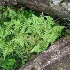 Attēlu rezultāti vaicājumam “Phegopteris connectilis”