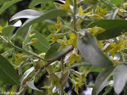 Attēlu rezultāti vaicājumam “Elaeagnus commutata”