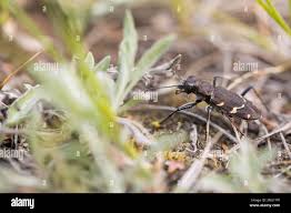Attēlu rezultāti vaicājumam “Cicindela sylvatica imago”