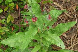 Attēlu rezultāti vaicājumam “Cynoglossum officinale fruit”