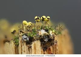 Attēlu rezultāti vaicājumam “Physarum viride stalked”