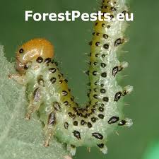 Attēlu rezultāti vaicājumam “Agrotis ripae larva”