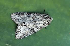 Attēlu rezultāti vaicājumam “Polia nebulosa”