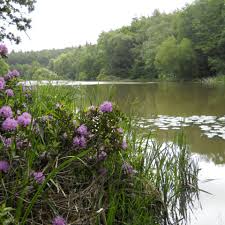 Image result for Leatherhead & District Angling Society