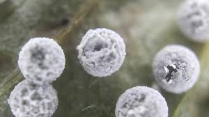 Attēlu rezultāti vaicājumam “Didymium squamulosum”