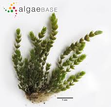 Attēlu rezultāti vaicājumam “Chara globularis”